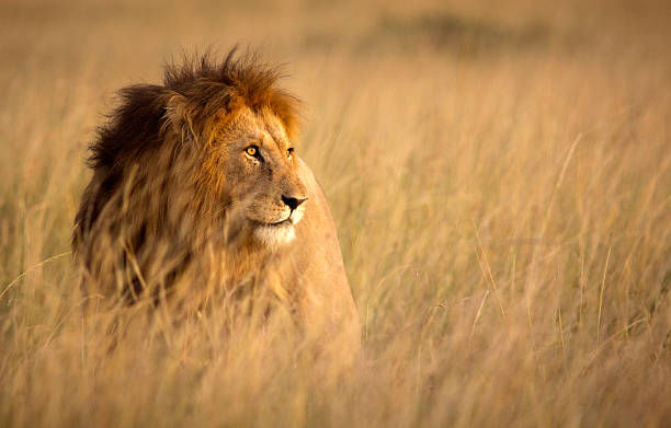 A lion male hid in the wild