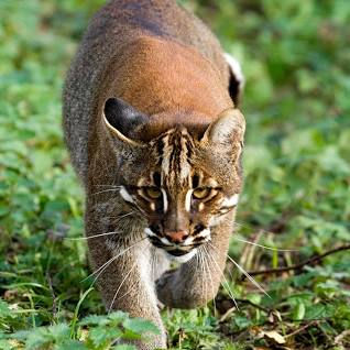 40 Jenis Spesies Kucing Liar dan Habitatnya (Bagian 2)