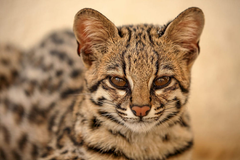 A leopardus tigrinus was found chilling
