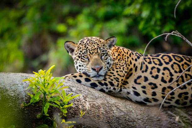 A jagua was spotted hanging out on a branch