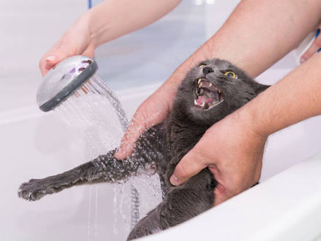 Kenapa Kucing Takut Air? Mungkin Ini Sebabnya!