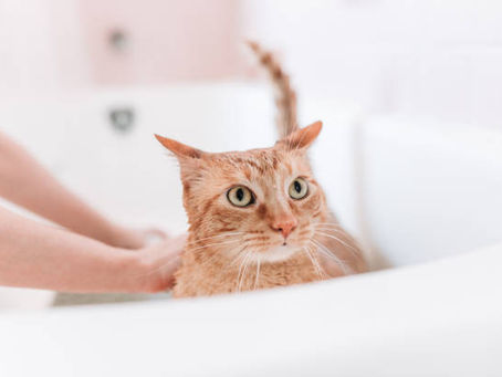 Intip 10 Tips Sukses Memandikan Kucing