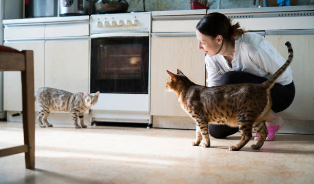 Seorang wanita berjongkok di lantai dapur dengan kucing Savannah dan Bengal yang saling menatap, latar oven dan meja dapur.