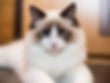 Ragdoll putih dengan wajah abu kecokelatan duduk, latar belakang blur berwarna cokelat terang.
