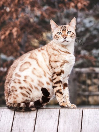 A pregnant Bengal cat sat on a wood bench, stared at something
