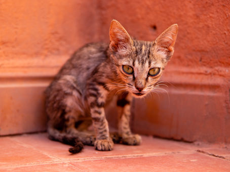 8 Cara Membuat Kucing Menjadi Gemuk (Vet Approved)