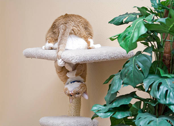 Kucing tabby oren di atas cat tree dengan posisi terbalik, menyentuh ekornya