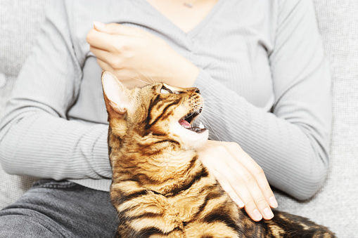 A Bengal cat tried to bite the owner on lap