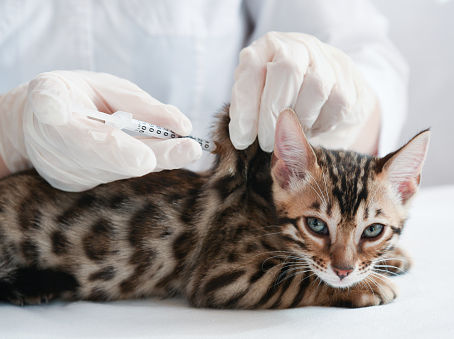 Jenis Vaksin Kucing dan Kapan Jadwalnya