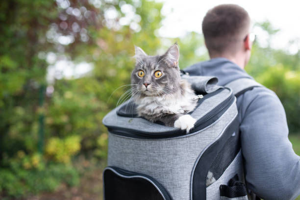 Seekor kucing abu-abu berada dalam tas kucing ransel, dibawa seorang lelaki