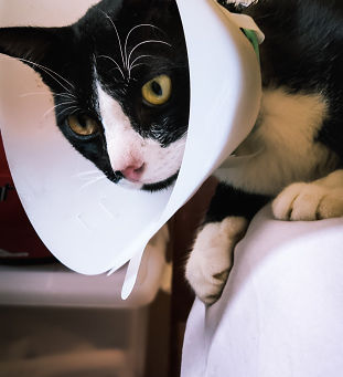 Sterilisasi Kucing Peliharaan, Perlukah?