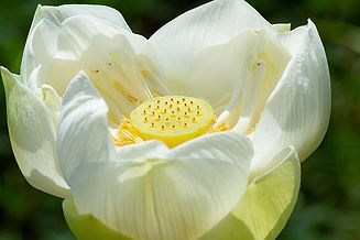 lotus witte.jpg