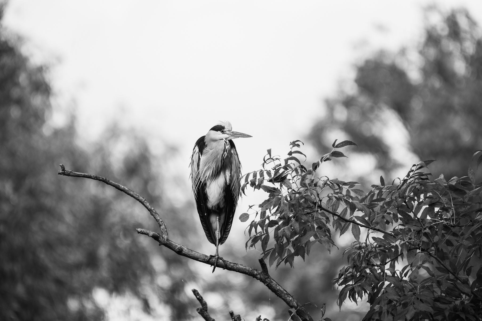 Reiher in einem Baum - Heron in a tree