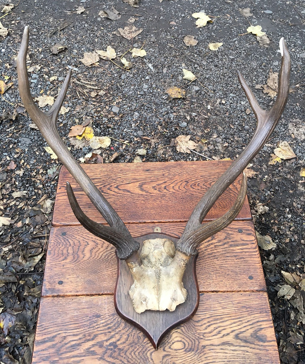 Thumbnail: Vintage Mounted Stags Antlers
