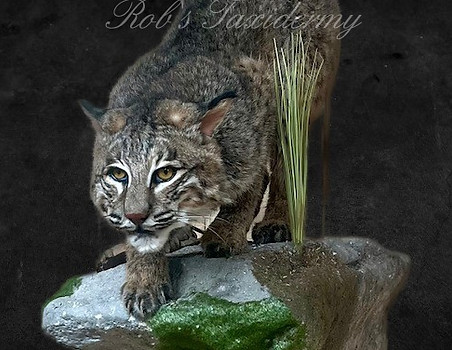 Bobcat12.jpg