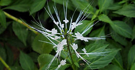 Anti-Tumour Activity Of Orthosiphon Stamineus