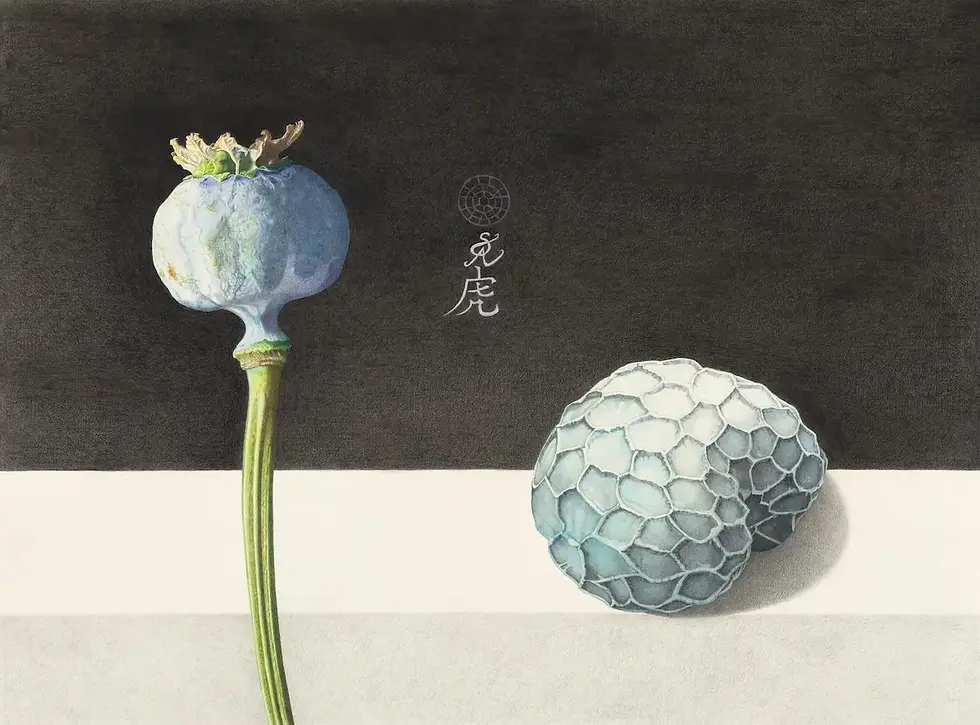 Papaver somniferum_s.webp