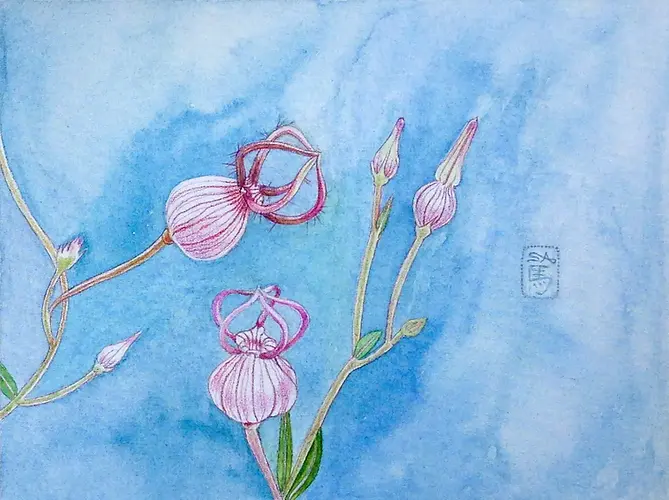 Ceropegia dimorpha (1).webp