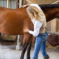 Nicci Parry Natural Healthcare Equine Craniosacral Therapy