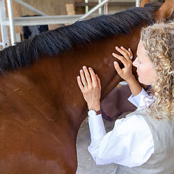 Nicci Parry Natural Healthcare Equine Craniosacral Therapy