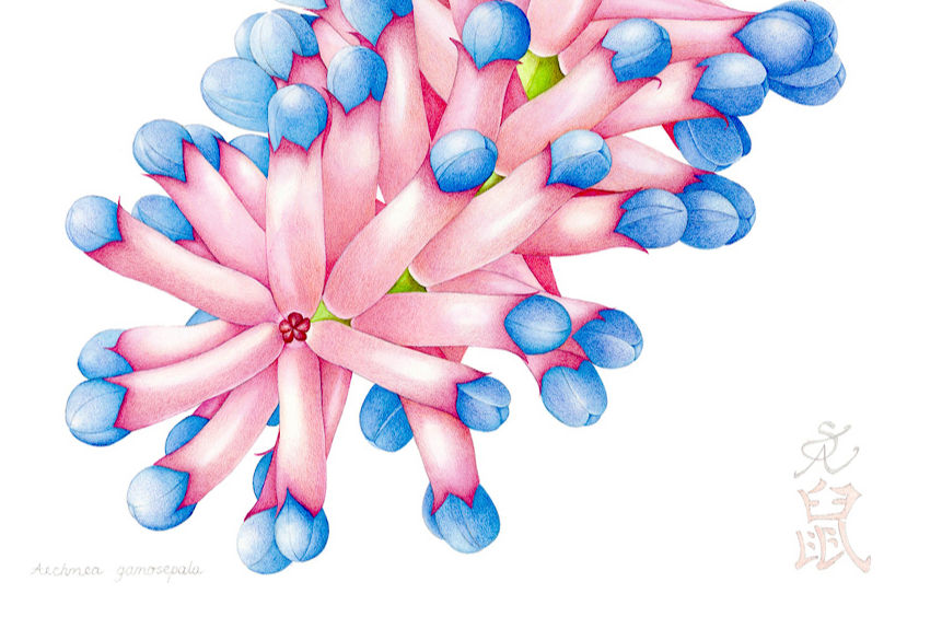 Aechmea gamosepala - Web _b_edited_edited_edited.jpg