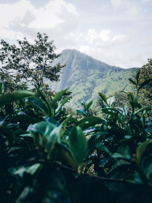Tea plantations in the Sri Lankan hill country