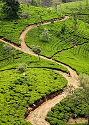 Tea plantations in the Sri Lankan hill country