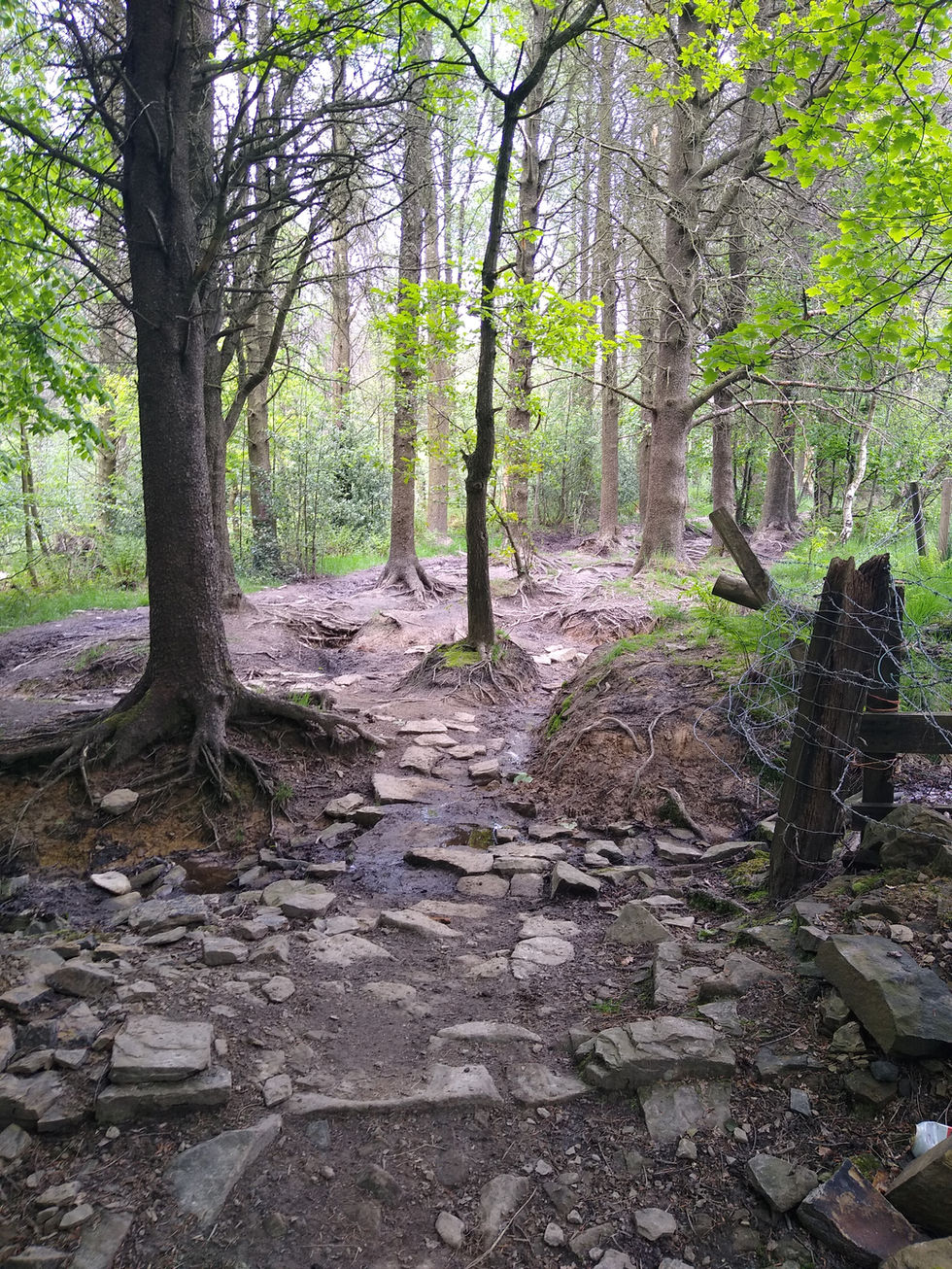 a small wood near Accrington