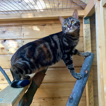 Lieu de vacances chat entre Saint Nazaire / Pornichet Proche Guérande La Baule Hotel félin Pension individuelle Chatterie familiale Garde Chats Bien-être 44 Loire-Atlantique