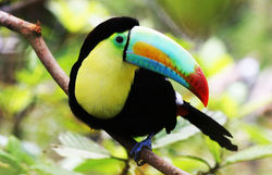 tucan