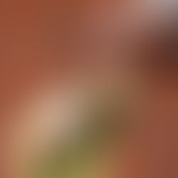 La Favola à Nice : le restaurant italien à ne pas manquer sur le Cours Saleya