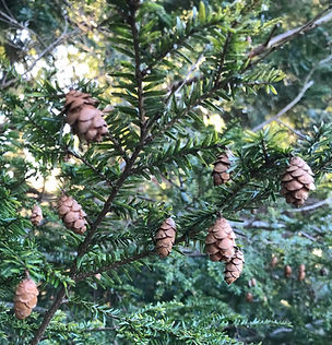 TEA pine branch with pinecones.jpg