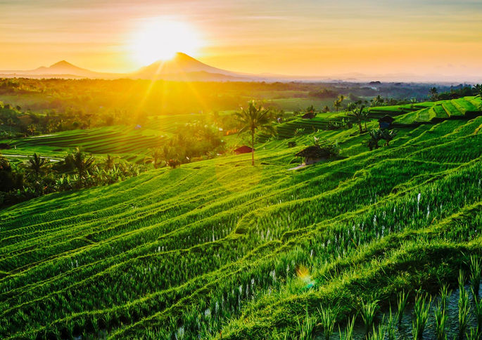 The Jatiluwih Rice Terraces in Bali, Indonesia, glowing under a golden sunrise. Lush green fields cascade down the slopes, with Mount Batukaru visible in the distance. The sunlight highlights the intricate patterns of the terraces, creating a peaceful and picturesque rural scene.