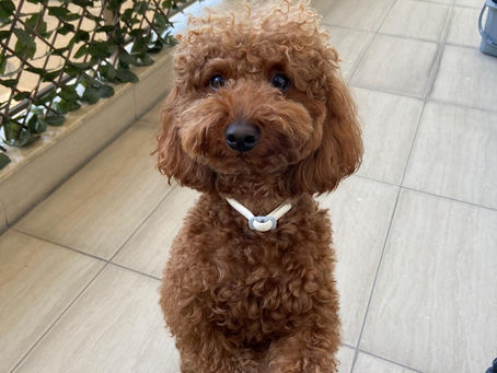 5 Maddede Yavru Köpeklerde Tuvalet Eğitimi