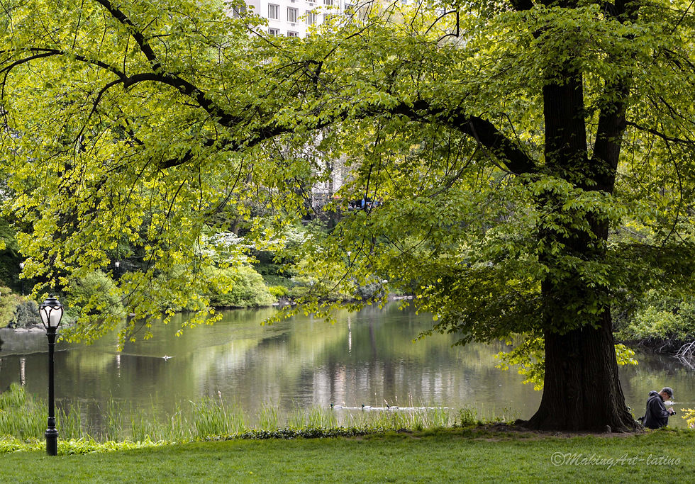 Green landscape Central Park.