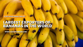 Largest Exporters of Bananas in the World. Top Countries