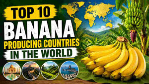 Top 10 Banana Producing Countries in the World