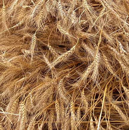 Wheat