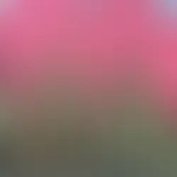 cactus contre un mur de couleur rouge