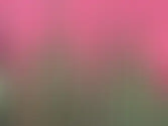 cactus contre un mur de couleur rouge