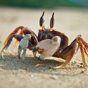 La fête de Pâques en Guadeloupe