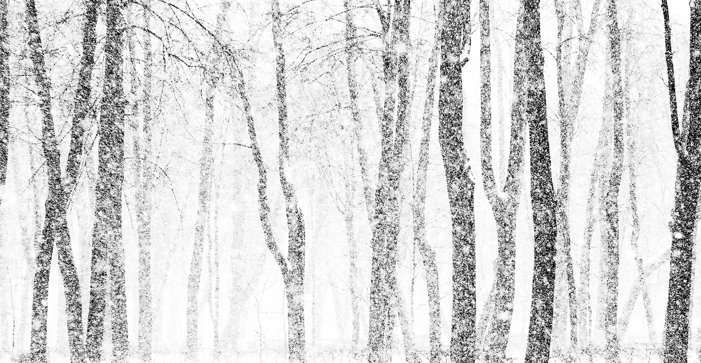 Snowy Trees Transparent