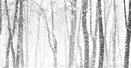 透明な雪に覆われた木