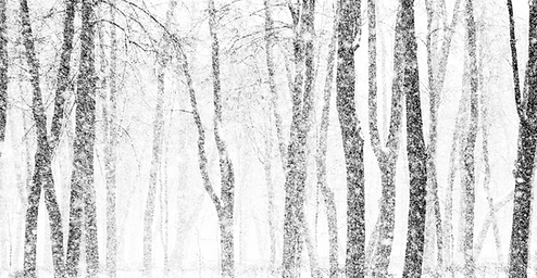 Snowy Trees Transparent