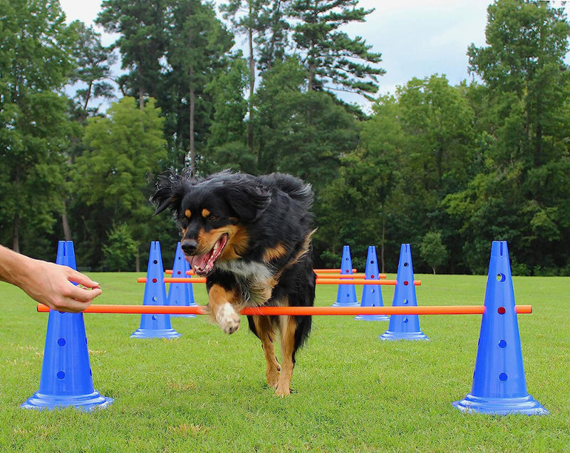 Dog Agility Training Set