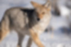 Final Coyote (1 of 1).jpg