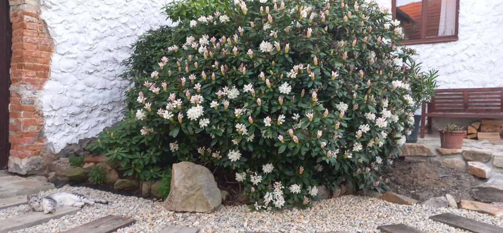 zahrada rododendron