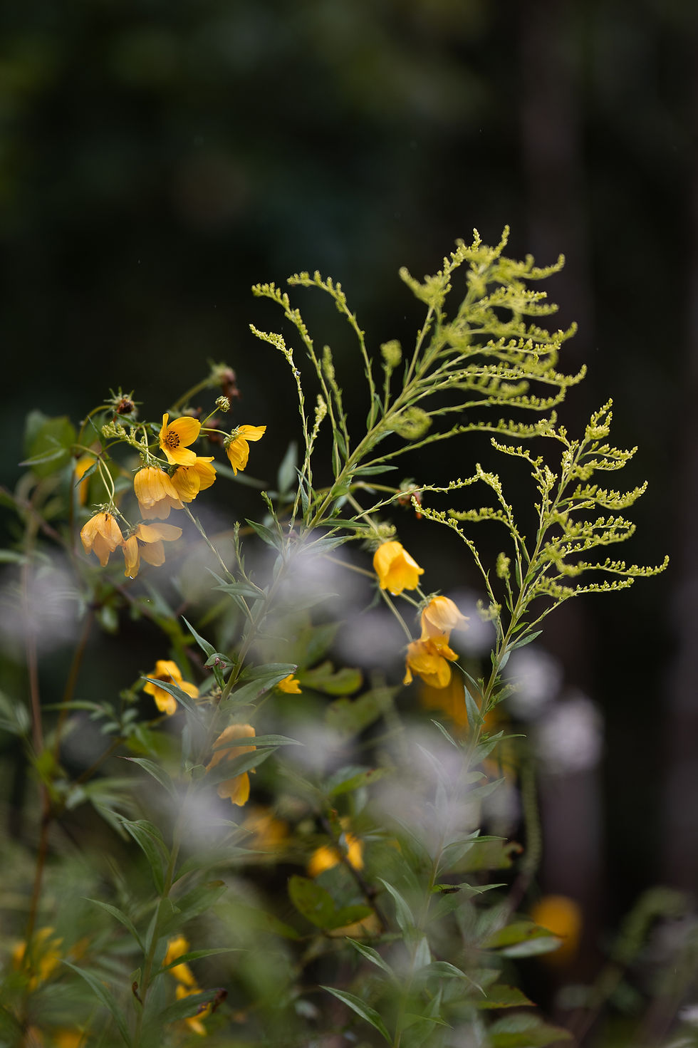 Alice K Elliott-1-5 copy.jpg