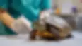 veterinario-tartaruga-02