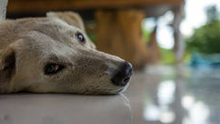 Pets, Pain And Hurricanes